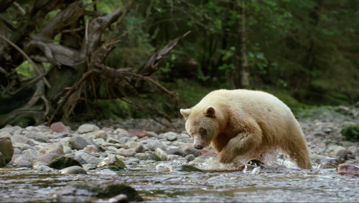 Great Bear Rainforest IMAX Teaser