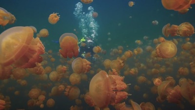 JellyFish Lakes of Raja Ampat
